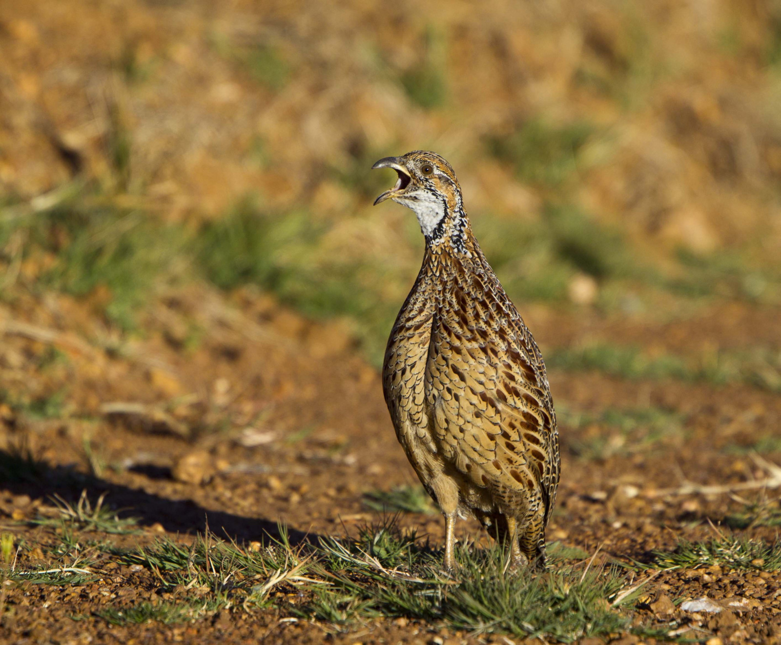 image Orange River Francolin